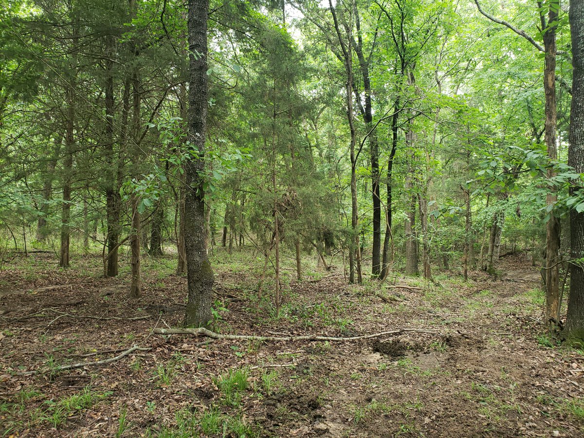 land_fix's tweet photo. Get your piece of America, affordably. Property coming soon. Stay tuned... #landfix #propertyforsale #landforsale #land #ruralland https://t.co/ACcbBZJCQG