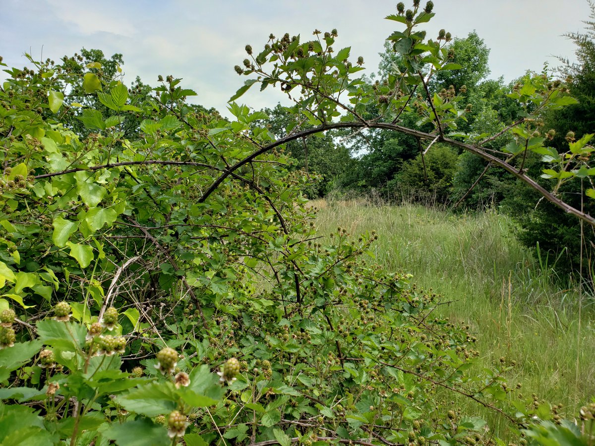 land_fix's tweet photo. Your perfect weekend getaway spot coming soon... #LakeEufaula #landfix #landforsale #ruralland #propertyforsale #land https://t.co/yTdahLJxFH