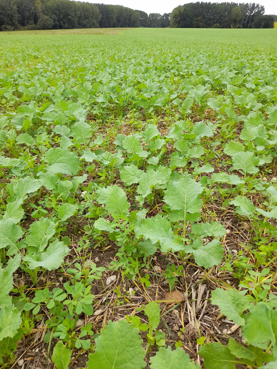 Gaby3R's tweet photo. Jolie parcelle de #colza 
📌Association #plantescompagnes @Cerience_ 
pour ↘️ l'utilisation de produits phyto @Dephy_Ecophyto 
📌Association mélange de 🍀 pour créer un couvert permanent en vu du semis direct du #blé l'an prochain #ACS https://t.co/sln39i7H10