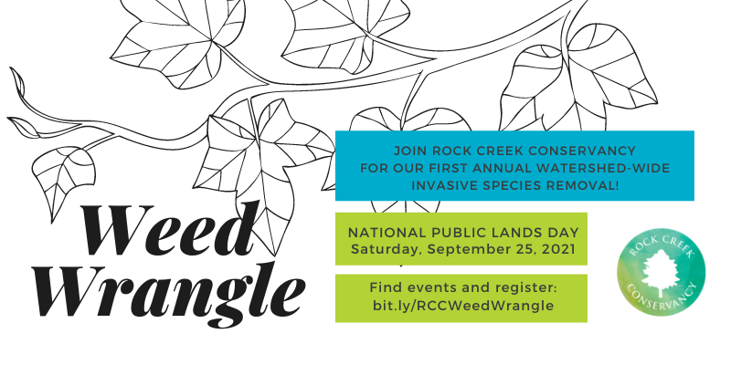 LoveRockCreek's tweet image. Spots are filling in, but there are still ways to join us Saturday, National Public Lands Day, to give back to Rock Creek. Join a trash pickup or help remove invasive species with our Weed Wrangle! #WeedWrangle #IPMT21 #PullItTogether
Register here: buff.ly/3Alj6Xx