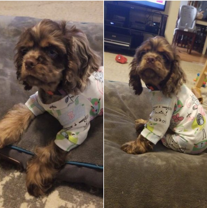 CockerGuild's tweet image. She likes it less than we do.... but she is cute!