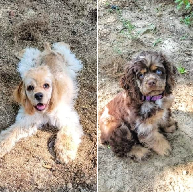 CockerGuild's tweet image. The ladies, Shae and Missandei lounging in the sun...