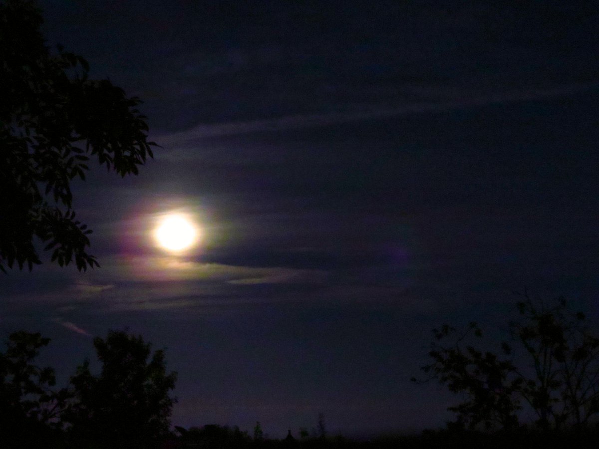 ange garrod 🕷 #rejoinEU tweet media