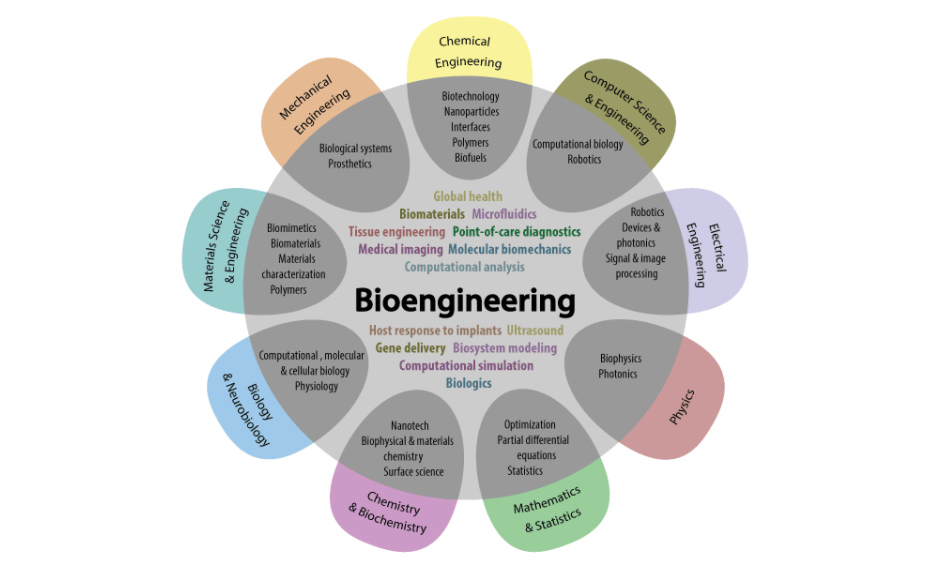 Bioengineering

Credits: University of Washington
