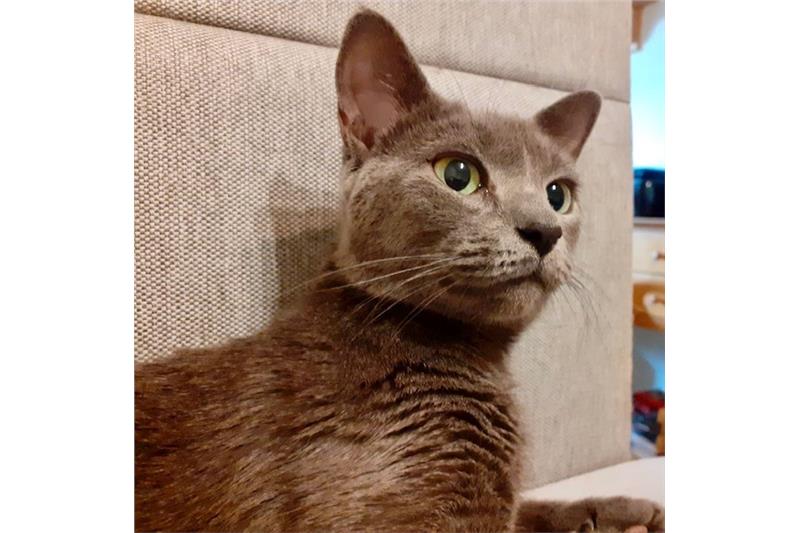 SouthendCats's tweet photo. Kitty is a 3 year old female who is quite shy and is looking for an indoor home with no children or other pets.  She will need someone who can give her time and patience whilst she settles in.  Please see more information on our website:  https://t.co/PHQmDMZ8KK https://t.co/5Q0dNothCf
