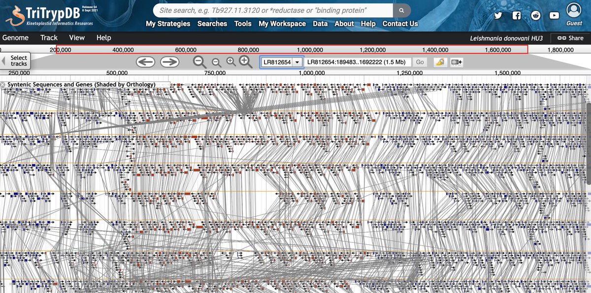 veupathdb's tweet image. Release 54 of #TriTrypDB includes the genomes sequence (#pacbio) and annotation of Leishmania donovani HU3
📖Read the paper: ncbi.nlm.nih.gov/pubmed/30992521
🔗Explore the genome: tritrypdb.org/tritrypdb/app/…