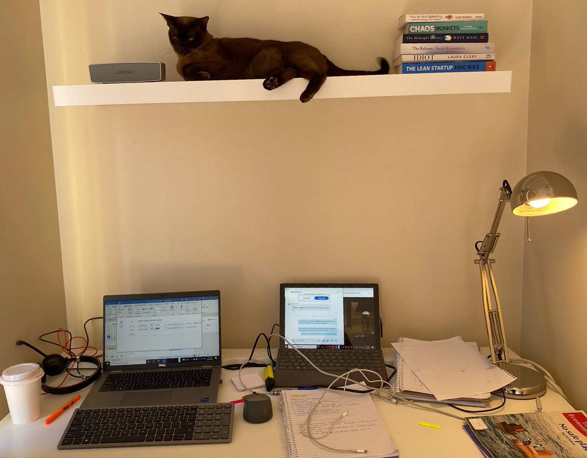 <a href="/SnowyBoston/">SnowyBoston</a> @KelliDa80763885 Loving your work Snowy!! Keep it up!!  Access all areas cats are how it is!