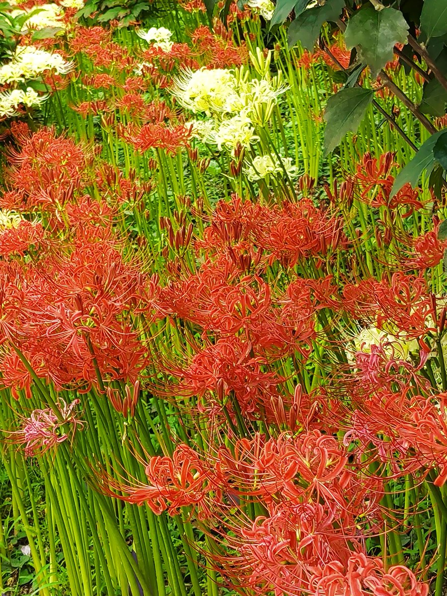 レッドスパイダーリリー