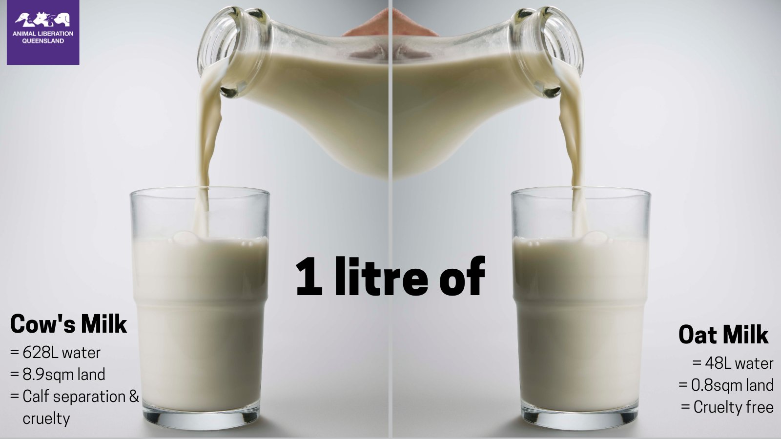 Nutrition Comparison: Whole Milk Vs Oat Milk, 51% OFF