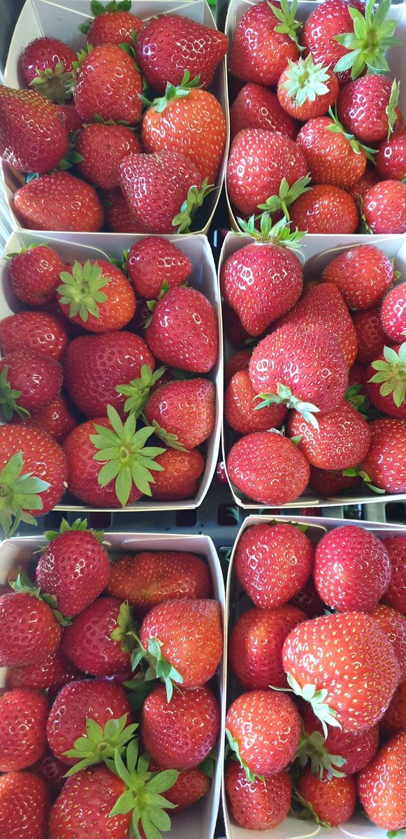 SSchemb's tweet image. #icecream #roadtrip Acte 2 et fin
facebook.com/10590154498831…
#elven #morbihan #glace #bretagne #breton #sorbet #glacier #verger #artisan #glacerie #agriculteur #fruits #epices #fleurs #gout #bio #aromate #anglais #britannique #icecreamroadtrip