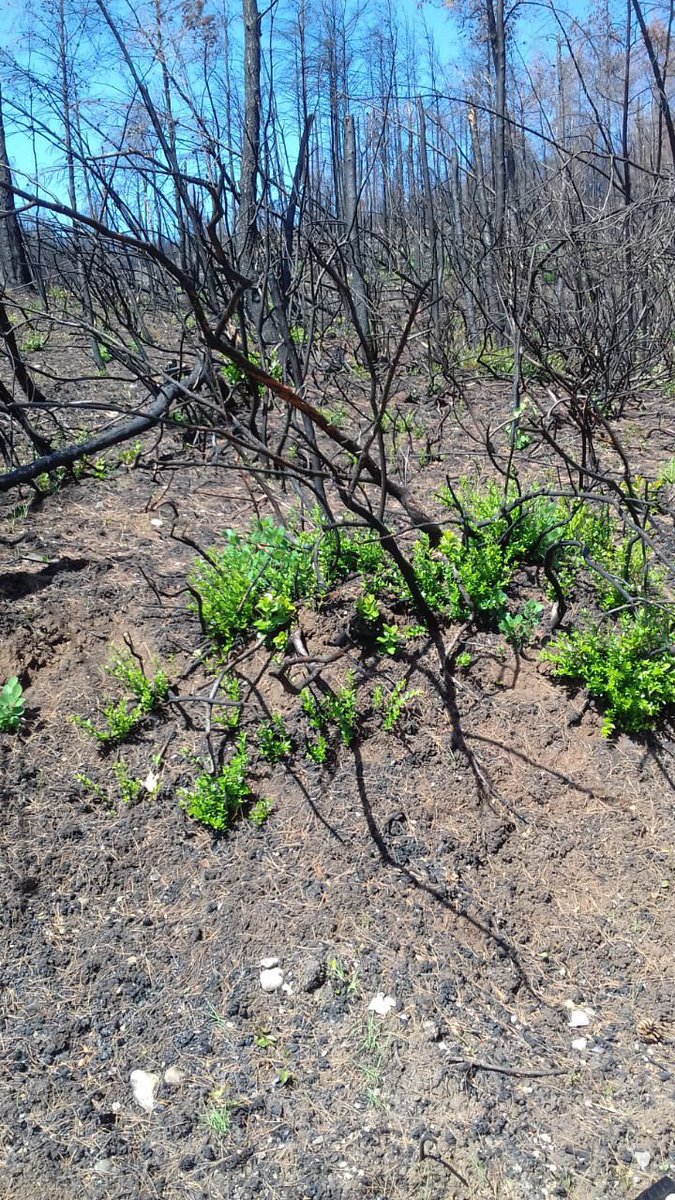 StathisSel's tweet image. Let the nature do the work! #evia #eviawildfires #helpevia