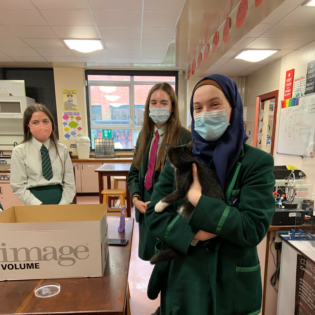 Year 14 chemistry class was gate-crashed today when a stray kitten wandered in! Luckily it was microchipped so a local vet was able to reunite it with its very worried owner.