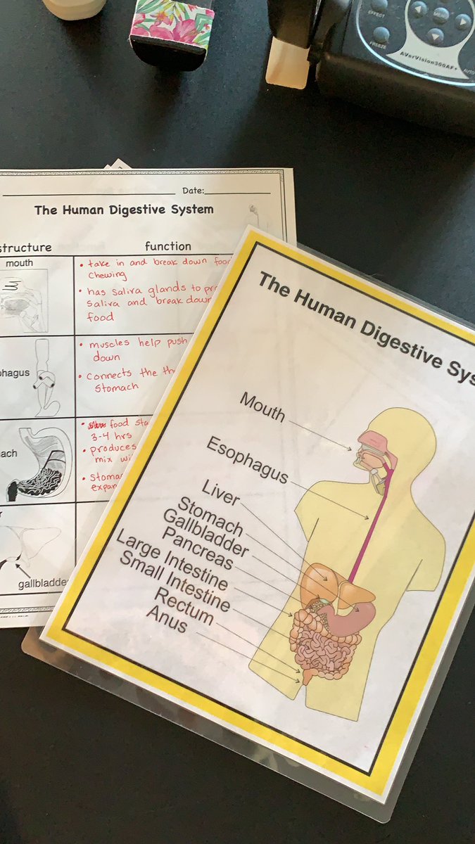 SharonBose5's tweet photo. Learning about the human body is fascinating. What is exactly happening on the inside?? #humandigestion #bodysystems @CrysLaneMiller https://t.co/NXEt16PodL