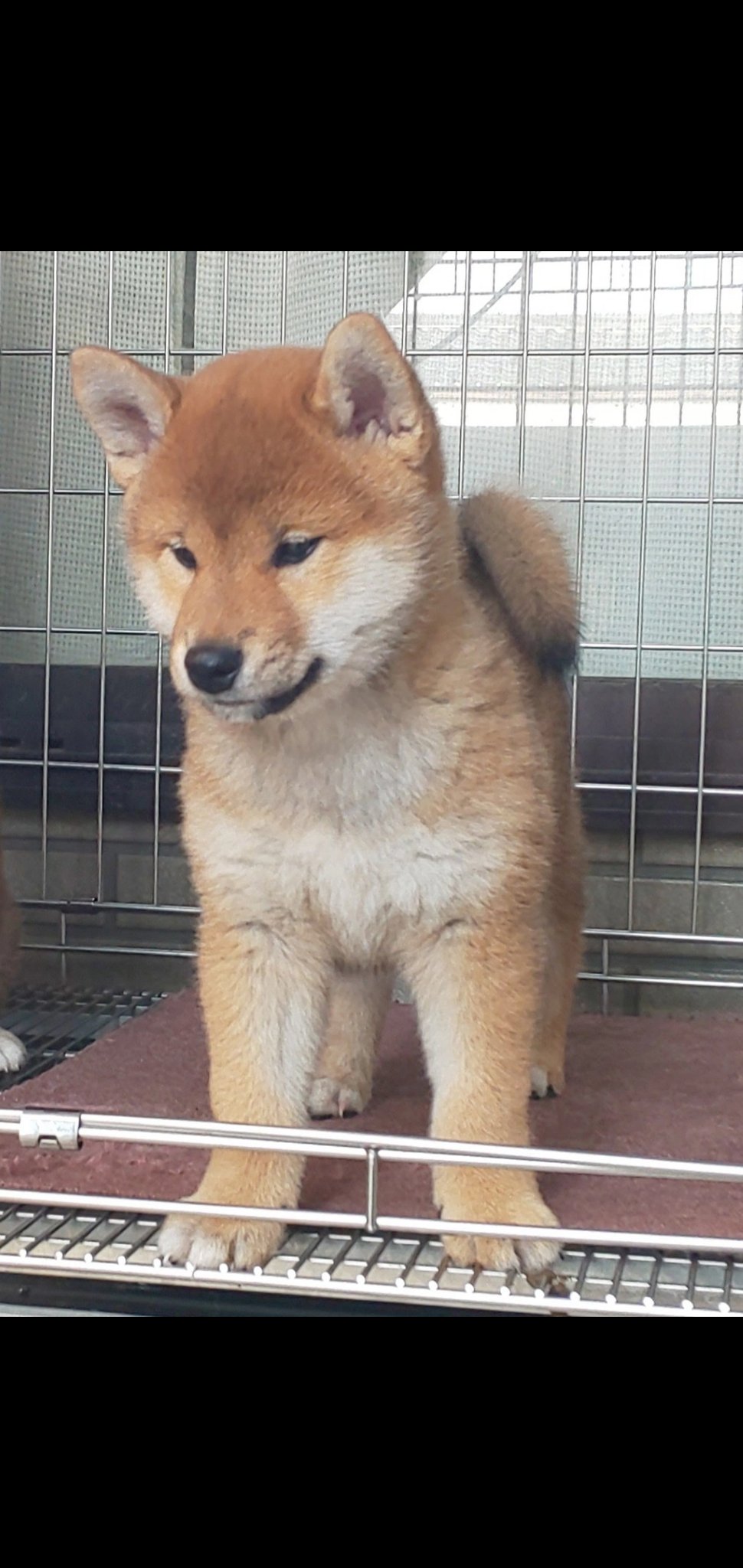海田犬舎 凛とした立ち姿 切れ長の目 引き締まった口元 絶世の美女ですね T Co Rmbkgxakhv Twitter 海田犬舎 凛とした立ち姿 切れ長の目 引き締まった口元 絶世の美女ですね T Co Rmbkgxakhv Twitter