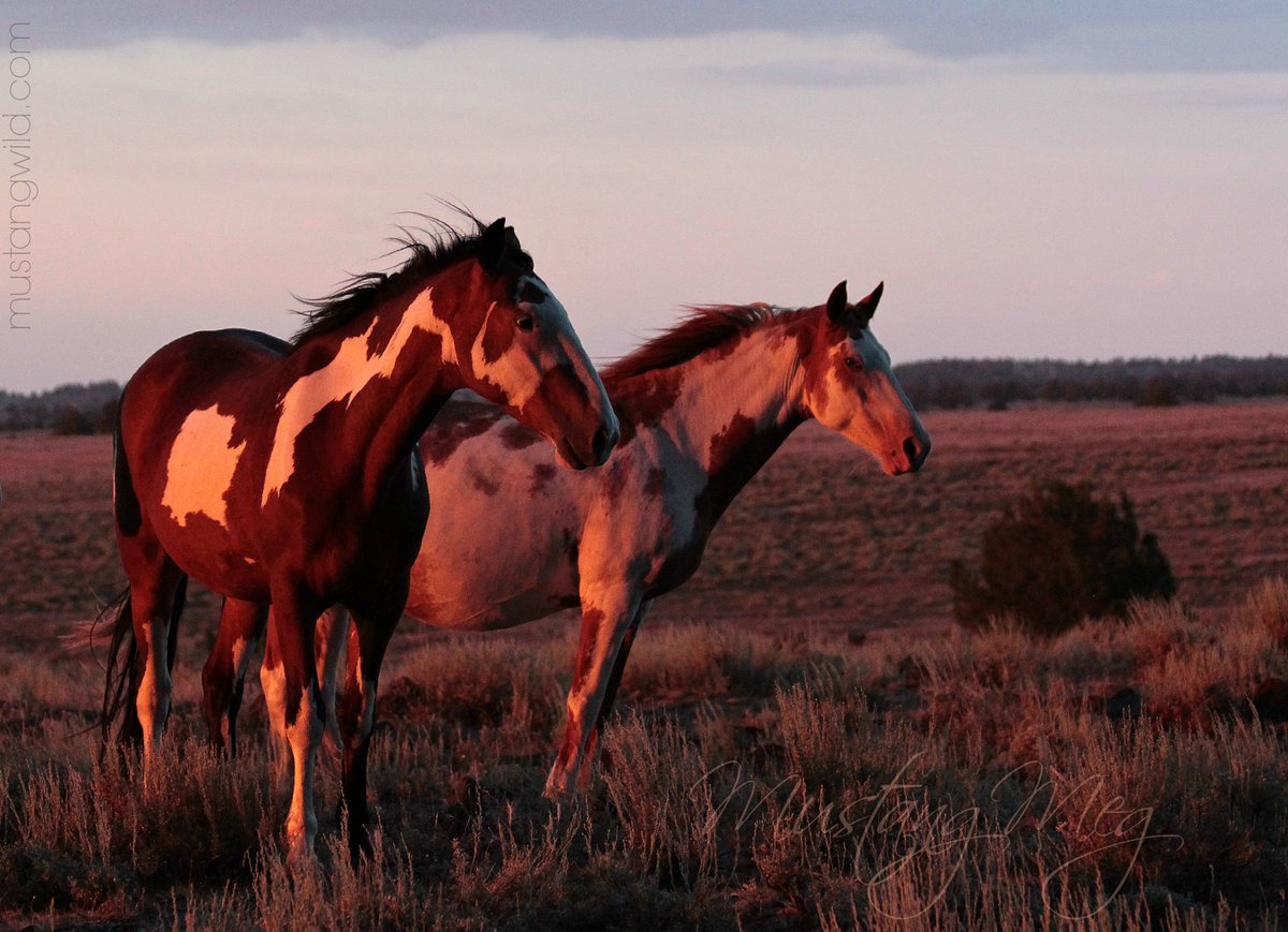 AEAwareness's tweet photo. Beautiful wild horses.

“Painted ladies at sunset on Oregon’s high desert.” ~ Mustang Meg https://t.co/yctgxtI6hc