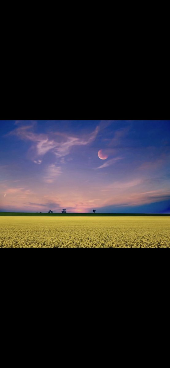 Canola crops in the SE South Australia. 1 Keith 
2 Strathalbyn(photo by my friend MD Rahman)