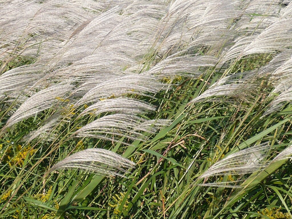 ひろのん おはようございます 今日のお花はススキで 花言葉は 心が通じる です ススキは秋の七草のひとつです 漢字では 芒 と 薄 の二種類あり 難読漢字にあげられます 英語はススキの色からjapanes Silver Grass 日本原産の銀色の草 と訳