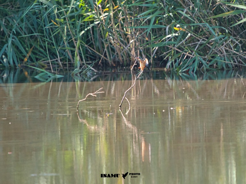 yusukebe029's tweet photo. 遠い距離のカワセミ
#秋田で探鳥 #カワセミ #kingfisher #bird #沼 #晴れ #sonya7RIII #FE200-600mm https://t.co/g0OrEw94xg