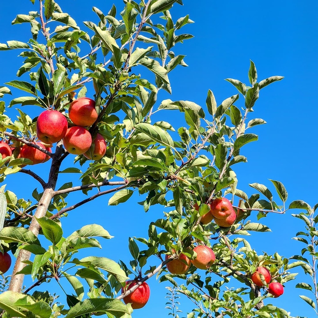 mwiz's tweet image. Family wander through the apple orchard