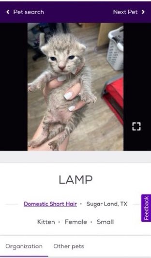 petfindernames's tweet photo. i’ve been informed there’s a whole living room setup (there was an “ottoman” too but they got adopted) https://t.co/GS6pOba8m4