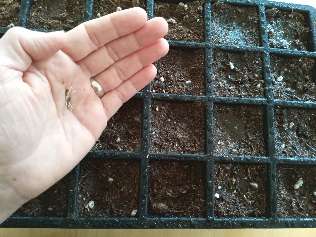 Getting things growing for the <a href="/littlegrnthumbs/">Little Green Thumbs</a> new teacher training next month and looking forward to fresh tomatoes, cucumbers, peppers... when the days turn short and snowy. It is a privilege to help teachers plant the seeds of ag literacy in their classrooms. <a href="/aitcmb/">Agriculture in the Classroom-Manitoba</a>