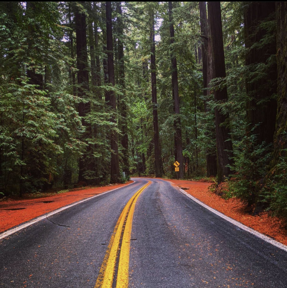 DVLP4VR's tweet image. Always wanted to walk among these giant trees. The biggest highlight of the trip so far.

#DevelopForever #avenueofthegiants #californiaadventure #exploremore