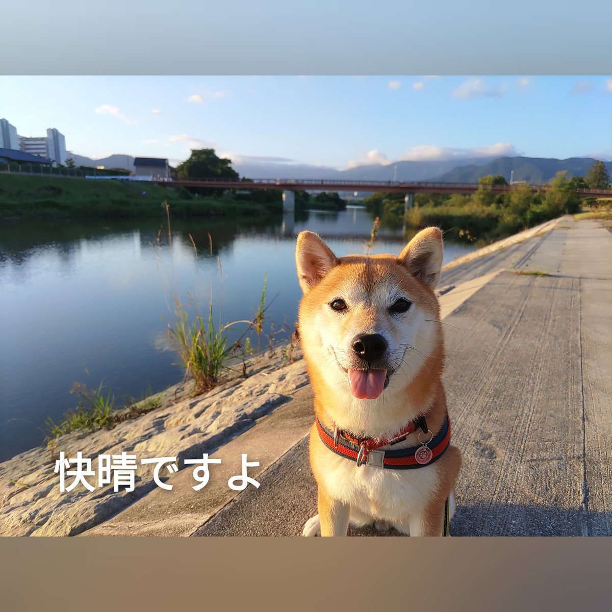 もじゃもじゃ飼い主 今朝のコマ散歩 晴れ 風無し 涼しい朝のスタート 今日は河原橋 を渡りました 友達のジローちゃんに朝から会えてラッキー カルガモ家族とも出会いました コマ しばいぬ 柴犬 柴犬のいる暮らし 柴犬大好き いぬのいる