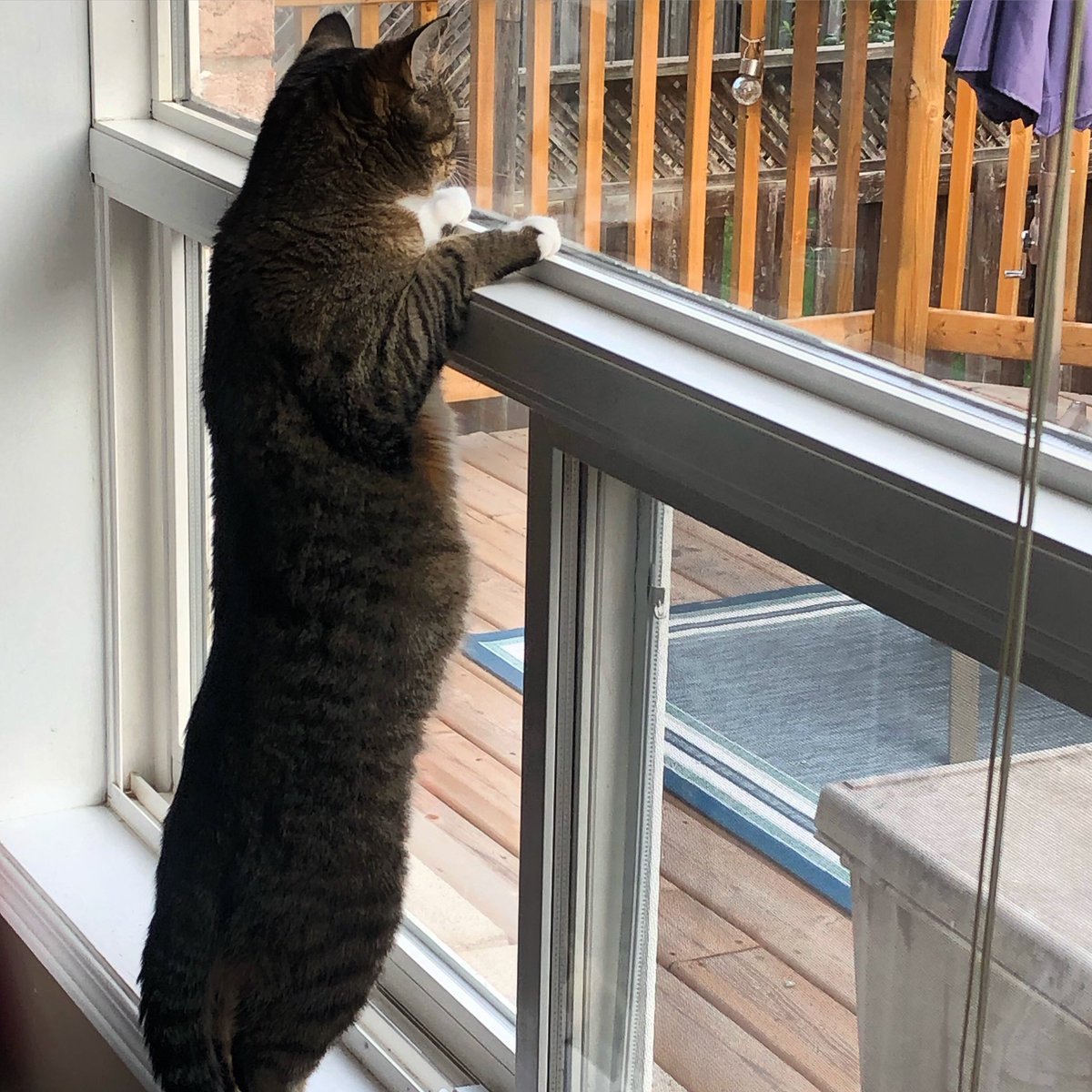 Have you voted ? #Election2021 #noseyneighbour #CatsofTwittter