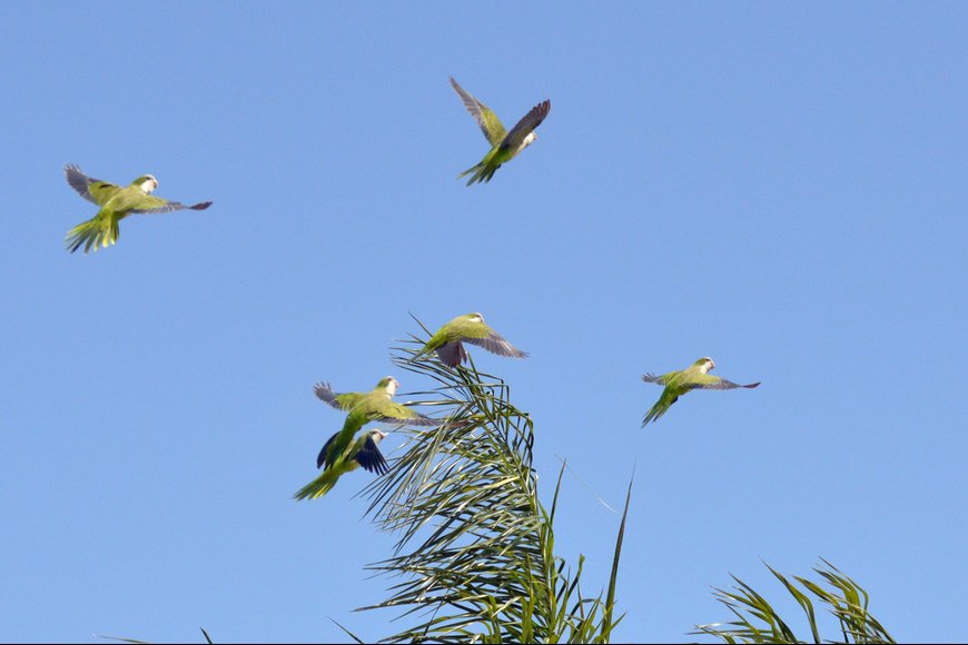 starlarbu tweet picture