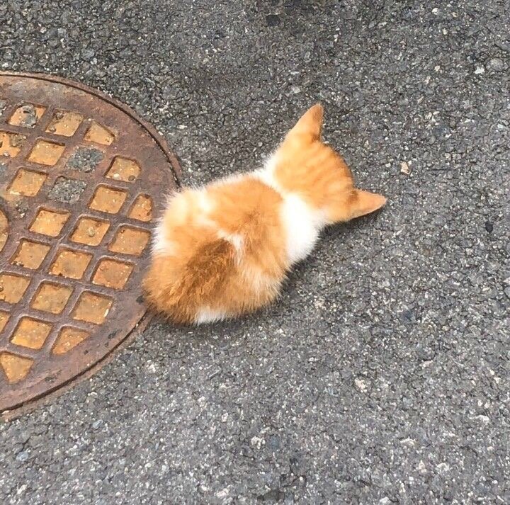 털 달린 붕어빵이래...