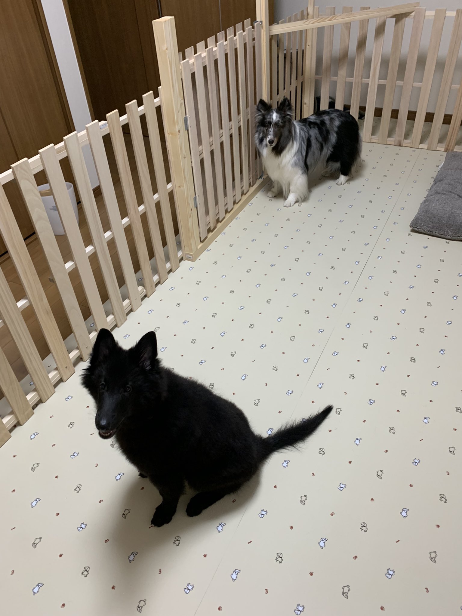 ベルジアングローネンダール Twitter Search Twitter