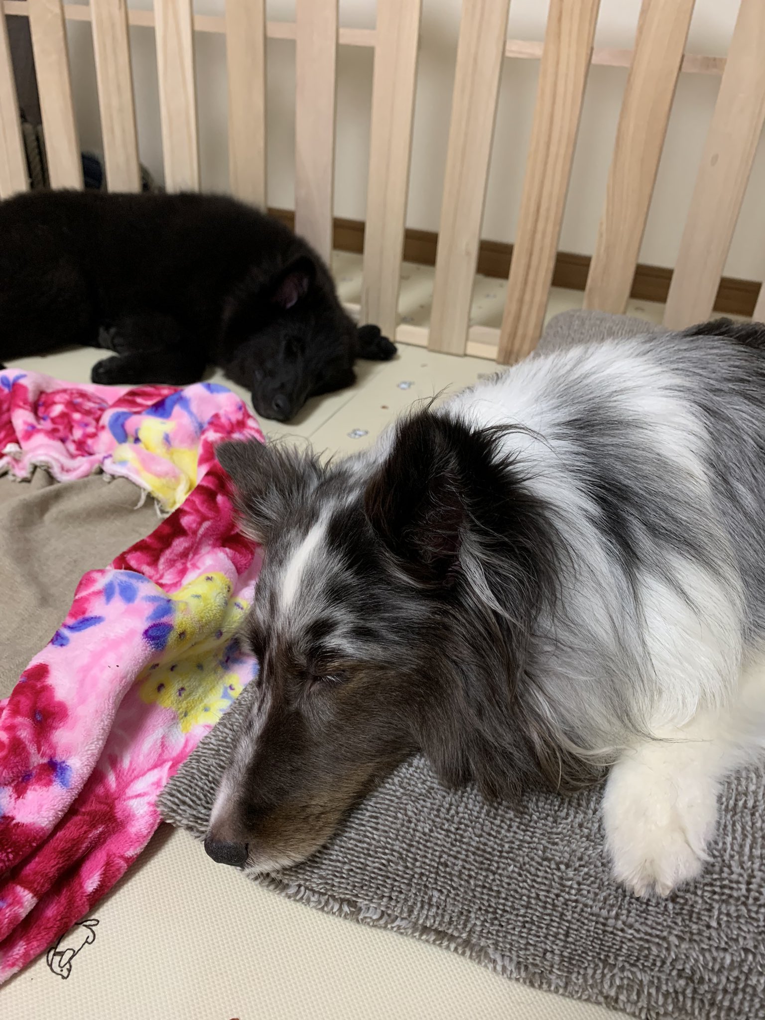 ベルジアングローネンダール Twitter Search Twitter