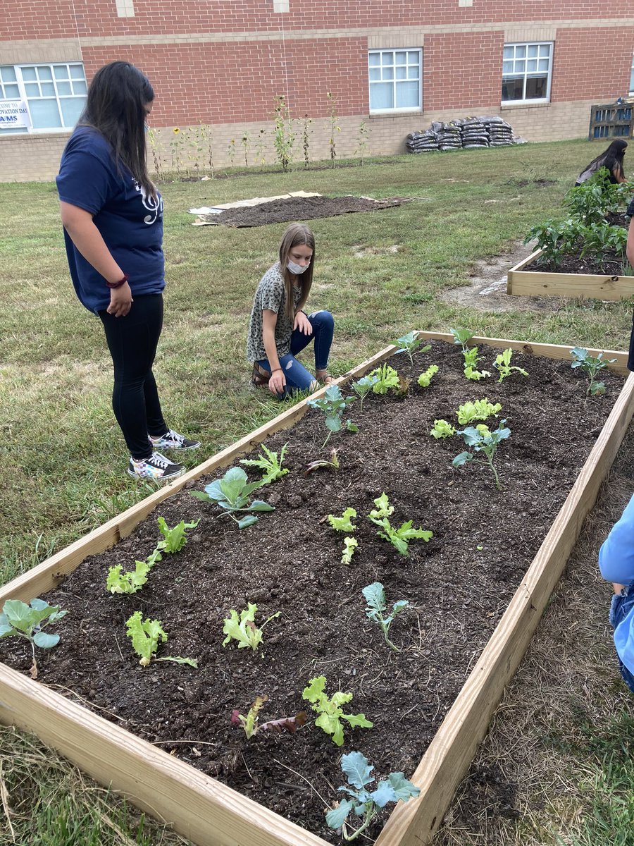 kcbrintle's tweet photo. Fall Garden planting today. The Gardening Club planted some collards and lettuce varieties in the MAMS Teaching Garden. @MACSchools @mamsgarden @Levi_Goins @NorySantillan @AITCHeather @AgClassroom https://t.co/FQHm3x3cLX