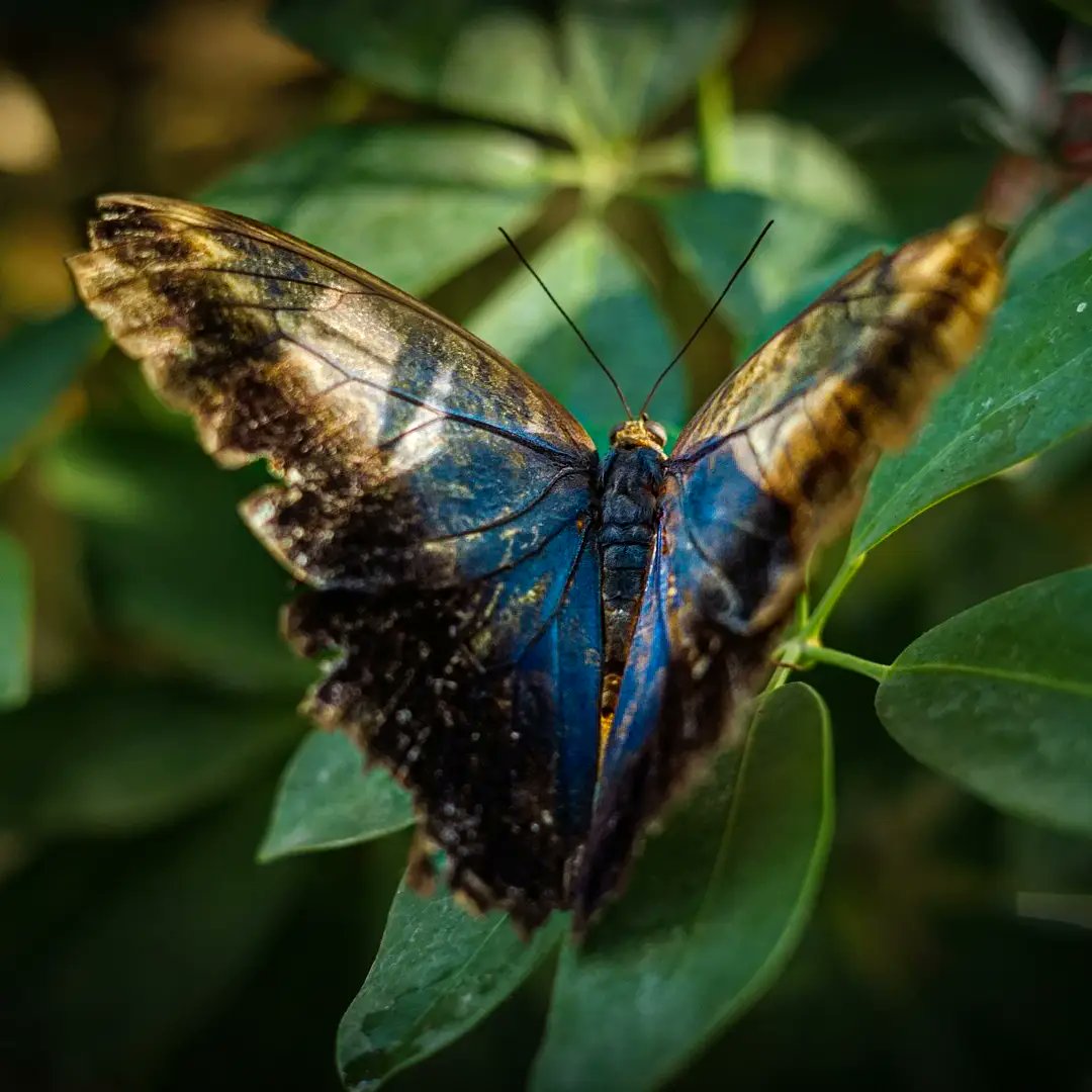 thikmik303's tweet photo. Some magic for you ✨🦋🌿 https://t.co/mcQZ26KKGW
