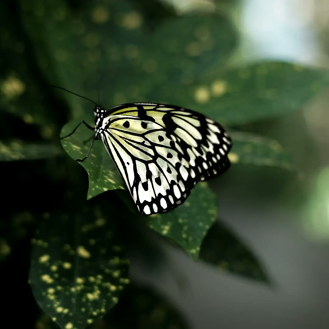 thikmik303's tweet photo. Some magic for you ✨🦋🌿 https://t.co/mcQZ26KKGW