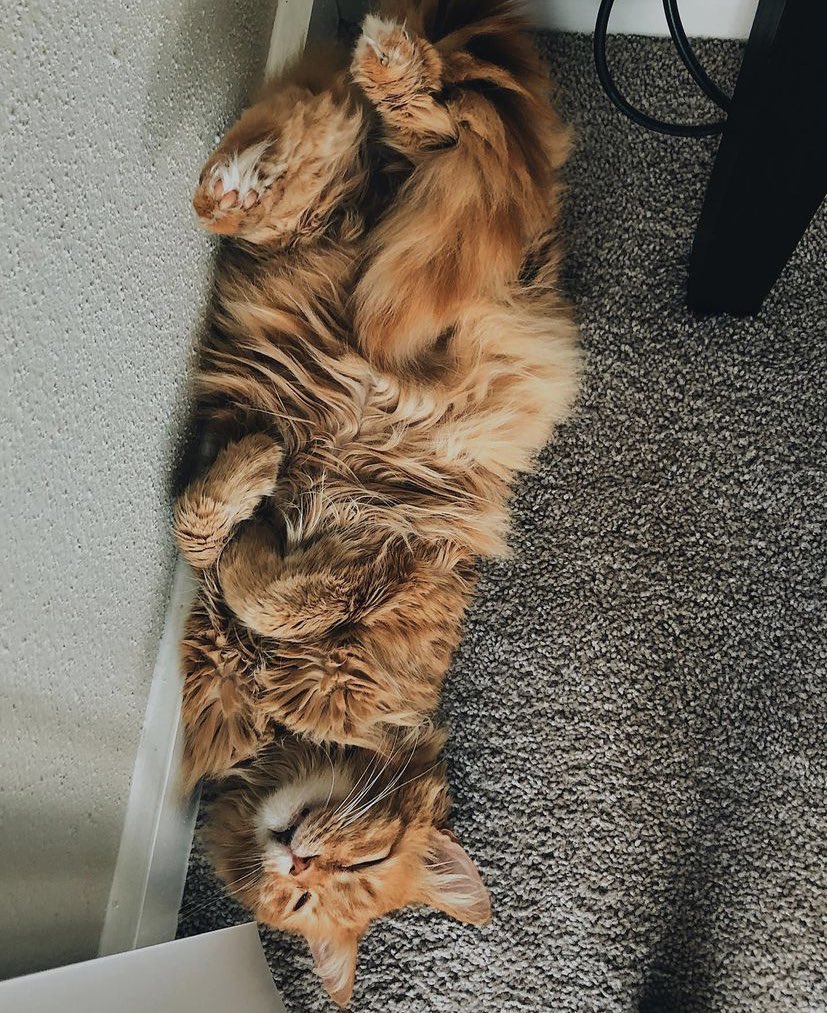 To help pay the vet bills for ukiyo’s cremation I’m have a sale on my Etsy! 20% off when you spend £15 or more. 

Any retweets/shares would be greatly appreciated 💕  

Etsy.com/Uk/shop/Moonch…