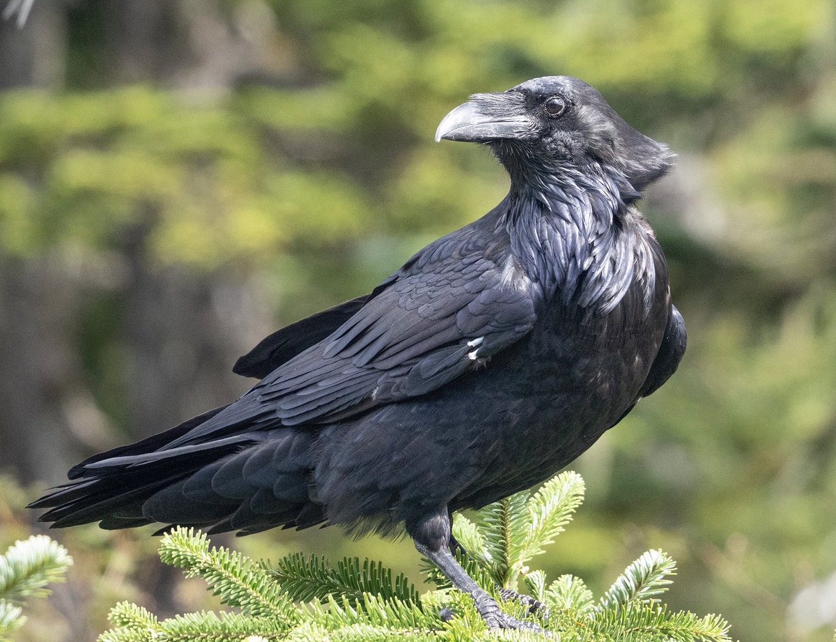 Wind-mulleted raven. 
#raventherapy #corvidae #blusteryday
