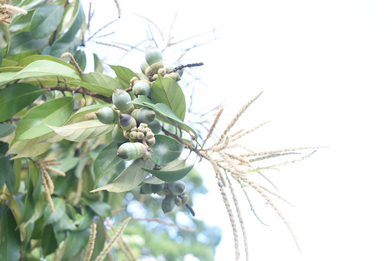 公式 京都府立植物園 独特な香りを放ちながら シリブカガシ が開花してます ドングリ の成る樹木では珍しく秋咲きで 昨年のドングリが実ってきているのを花と同時に見られるのが特徴です アクが少なく食べられるドングリとしても貴重 この ドングリの