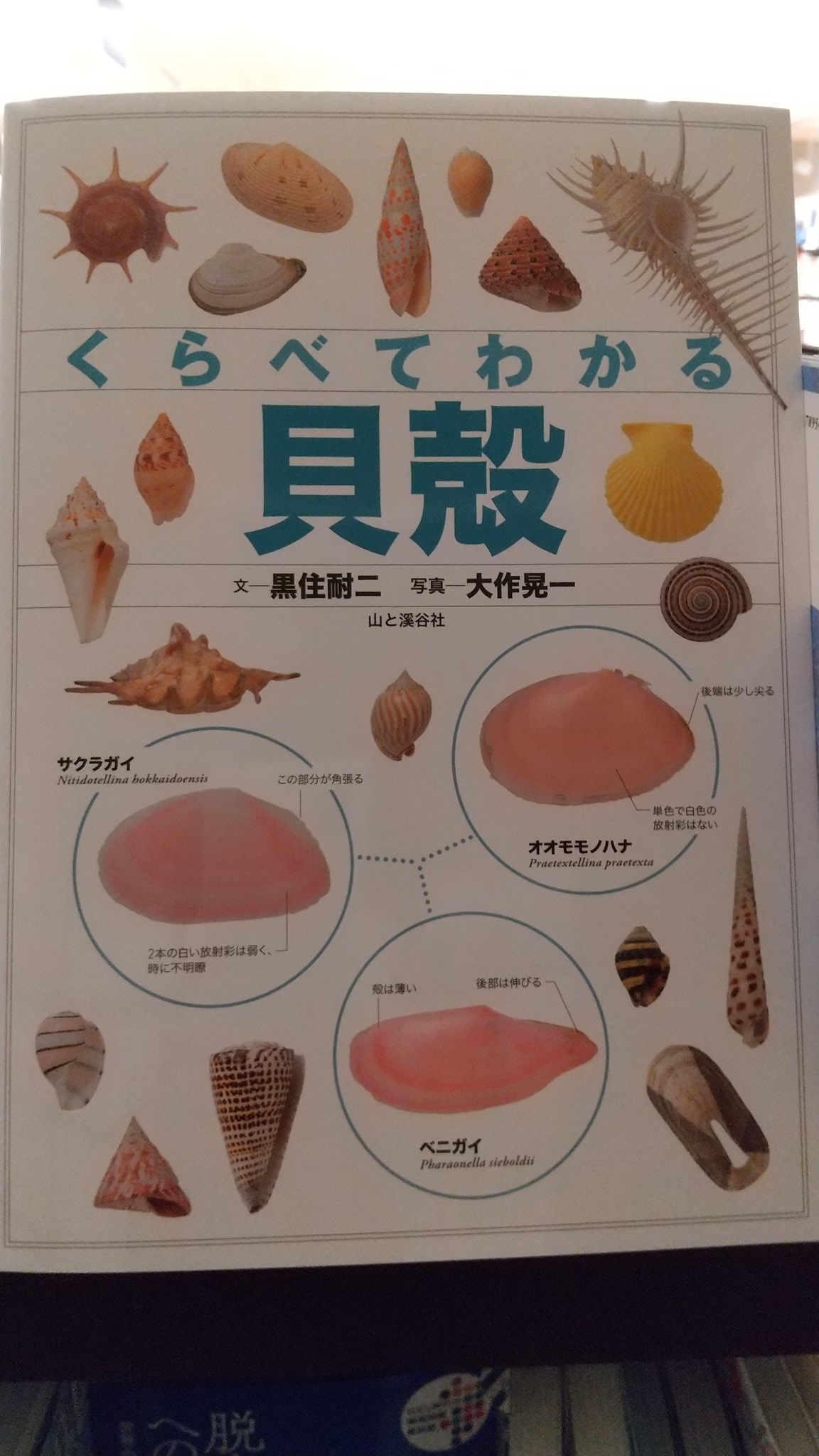 くまざわ書店 エスパル仙台店 新刊ご案内 くらべてわかる貝殻 識別ポイントで見分ける 日本の海岸で見つけられる貝殻のうちよく見られるものを中心に約６５０種を紹介 同じ分類の貝殻を近くに配置し 似たもの同士の違いがくらべてわかる