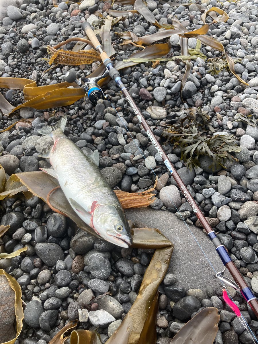 ゆうセン on Twitter: