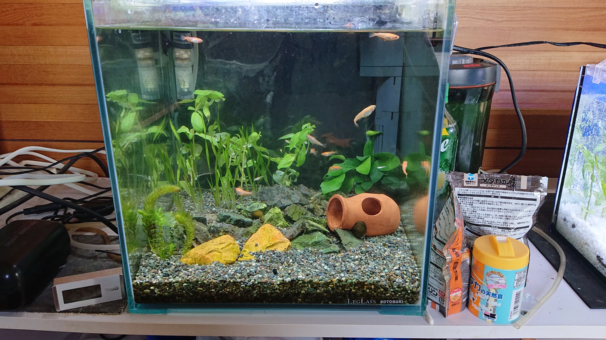ふらいと メイン水槽はこんな感じに コケまみれのアナカリスを大幅トリミング 減らしてもめっちゃ増える水草ですし アクアリウム T Co 4dcukw7tpz Twitter