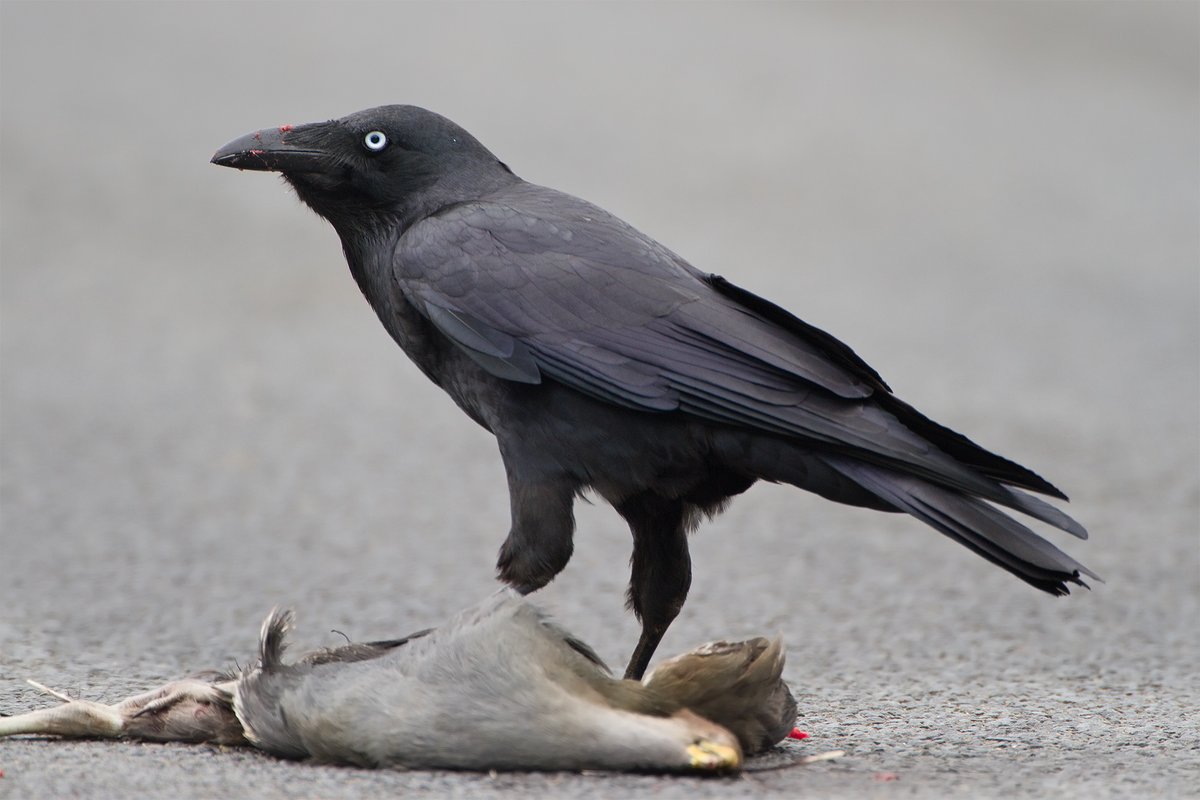 1. We don't have crows in Tasmania, only Forest Ravens (+ Little Ravens on King Island)

2. We all know they love roadkill and while they're clever at avoiding cars, they still get hit more than you think, so take care when you see them cleaning up our roads!

#SciCommSeptember