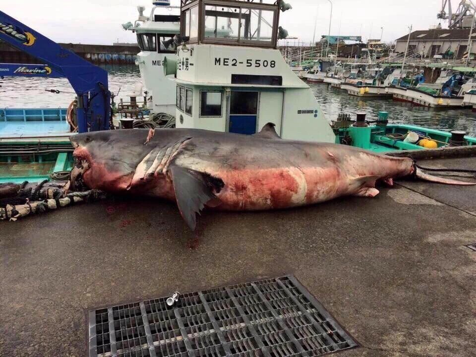 4km沖でこれが泳いでいた！？三重県の定置網にかかった6mのホホジロザメ！
