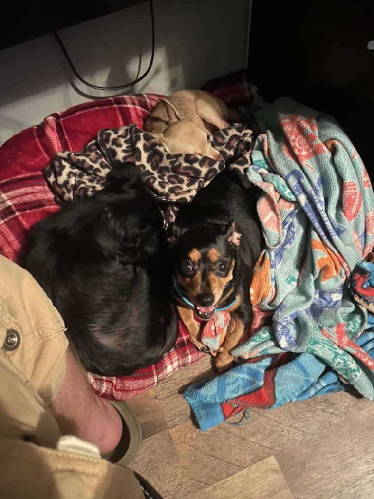 GorillaBrainPod's tweet photo. Any other podcasters out there have pets around them when they record? Mine pass out and can be heard snoring in some episodes 😂
#podcasting #podcastlife #petsofpodcasting https://t.co/gjJaCETzBv