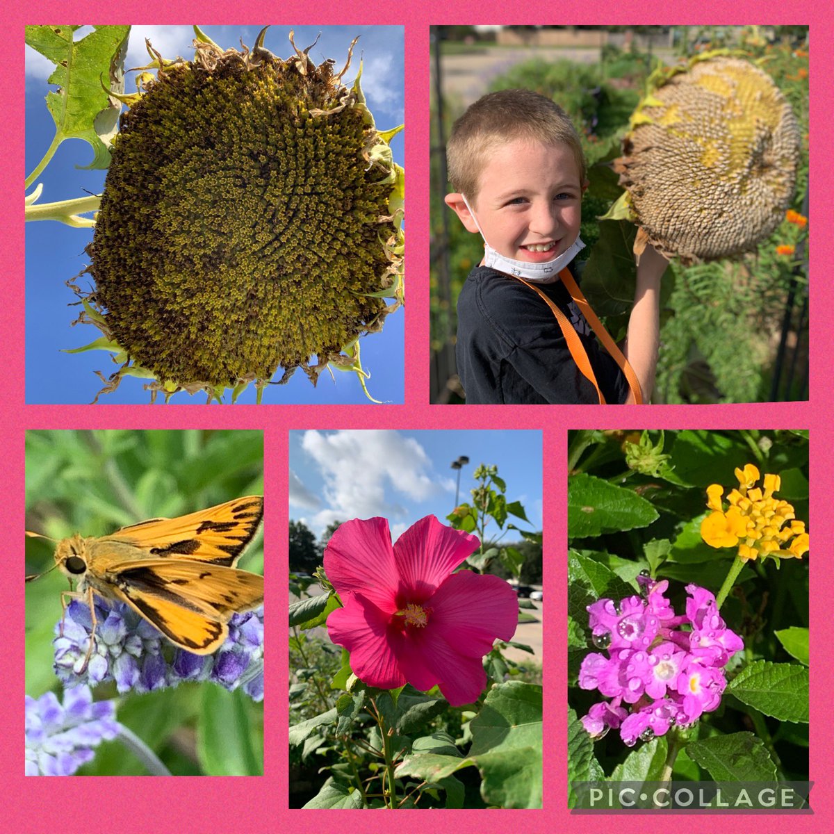 Elaine Winger (@wingerrtgg) on Twitter photo An inconspicuous decomposing log in the Walker gardens was a surprising home to a family of toads!! Third graders also observed lots of large and small flowers. <a href="/CFISDWalker/">Walker Elementary</a> <a href="/readygrowgarden/">Ready to Grow Garden</a> <a href="/k_rdameron/">Kimberly Dameron</a> <a href="/ZlatichJessica/">Jessica Zlatich</a> An inconspicuous decomposing log in the Walker gardens was a surprising home to a family of toads!! Third graders also observed lots of large and small flowers. <a href="/CFISDWalker/">Walker Elementary</a> <a href="/readygrowgarden/">Ready to Grow Garden</a> <a href="/k_rdameron/">Kimberly Dameron</a> <a href="/ZlatichJessica/">Jessica Zlatich</a>