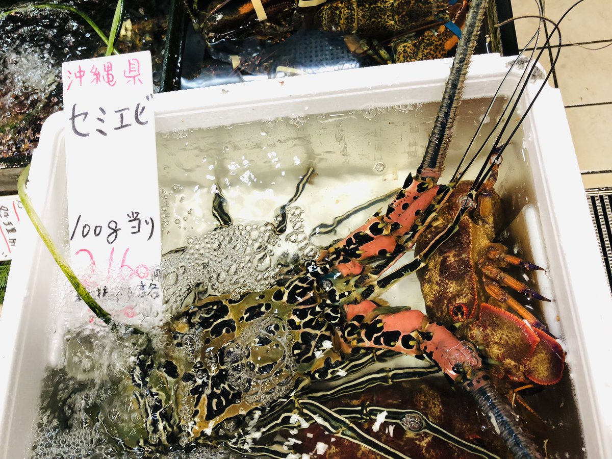 吉池 セミ海老 五色海老 入荷ですよ 吉池 セミ海老 五色海老 入荷ですよ