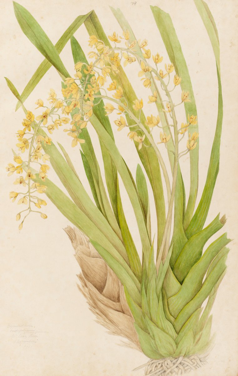 statelibrarynsw's tweet photo. 🌸  These lovely sketches are from an album of 'Unpublished drawings of Australian orchids' (c 1879-1891) by Robert D. Fitzgerald, Irish-Australian surveyor, ornithologist, botanist and poet. #TuesdayTreat

🌱 View more images here: https://t.co/uzrJwVaccZ https://t.co/AOFKVL2dWv