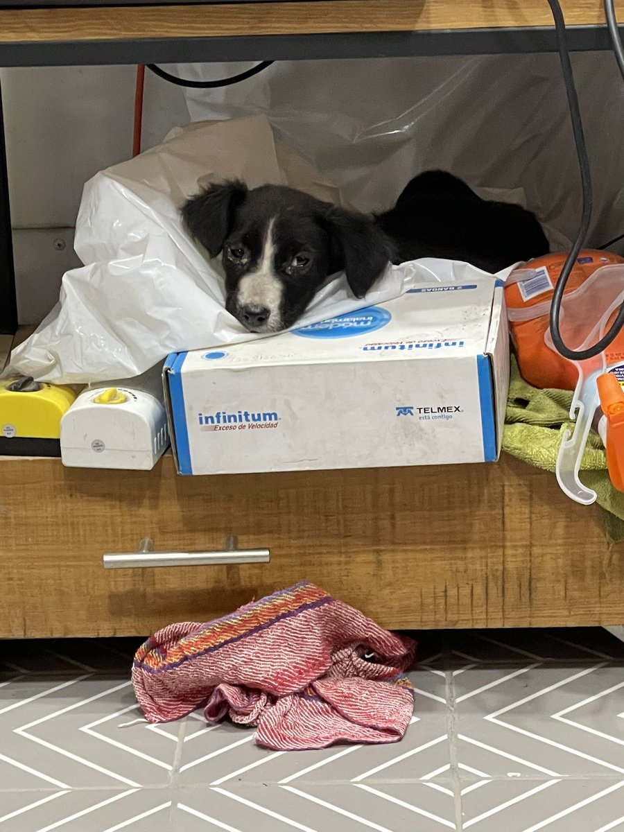 miriam_gisel's tweet photo. Mi puesto ya parece refugio de perritos 🥰 https://t.co/LdcPnonAy8