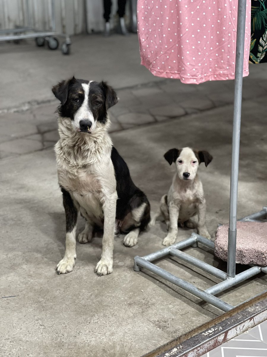 miriam_gisel's tweet photo. Mi puesto ya parece refugio de perritos 🥰 https://t.co/LdcPnonAy8