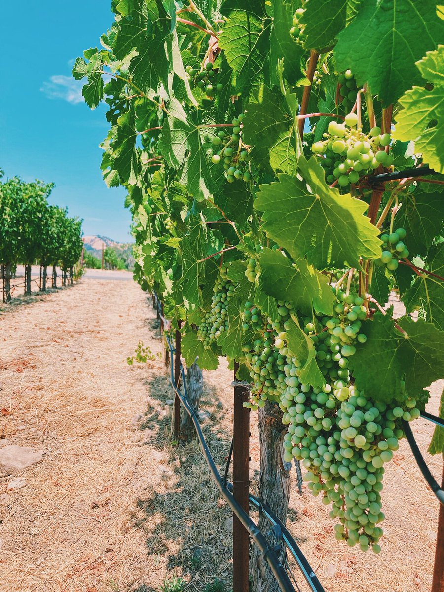 WineCountryTrek photo